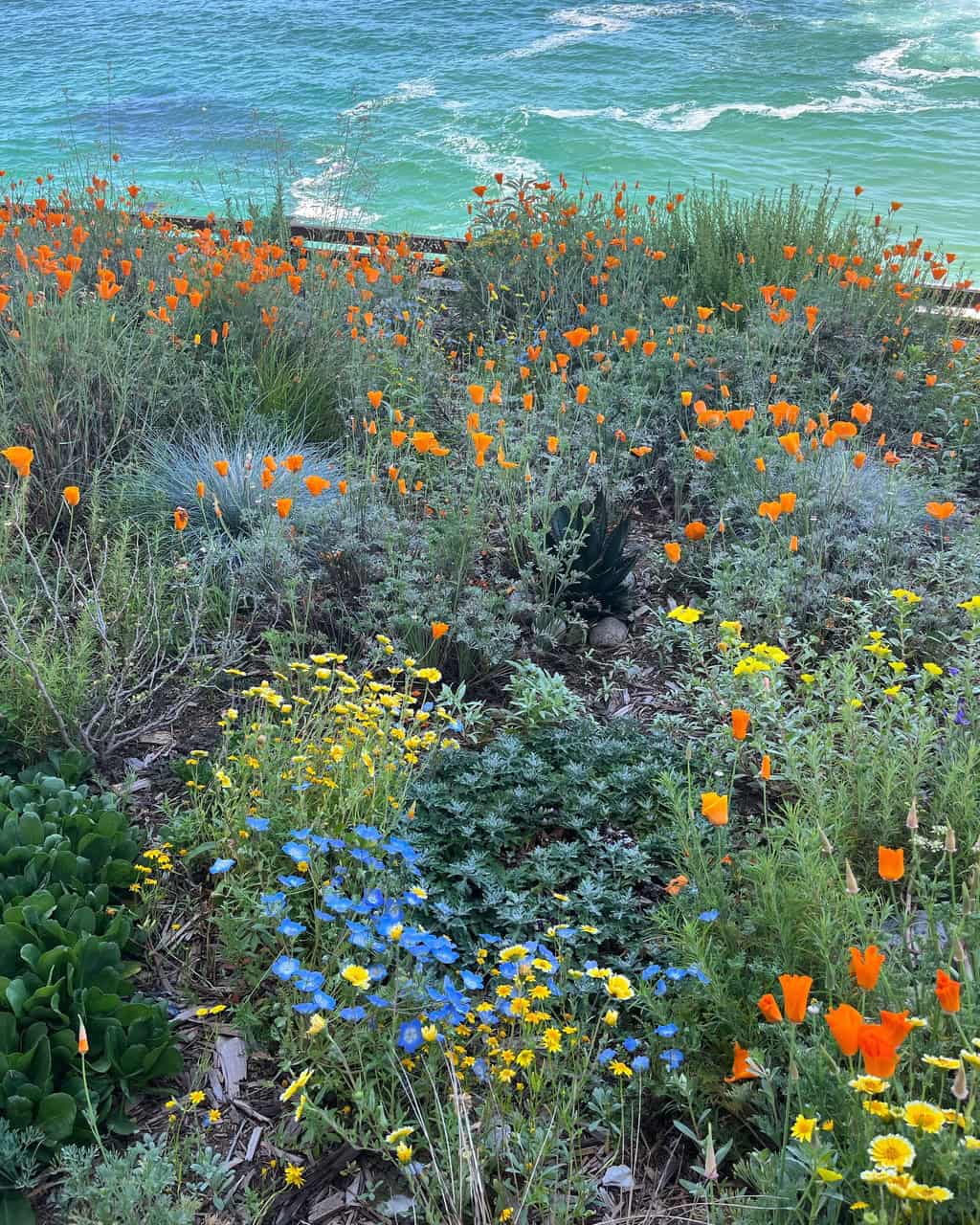 Laguna Beach Super Bloom