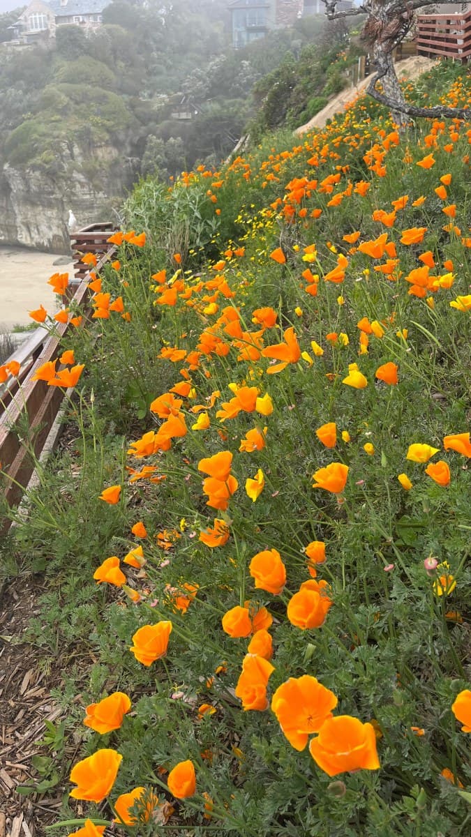 California wildflowers and ocean spray