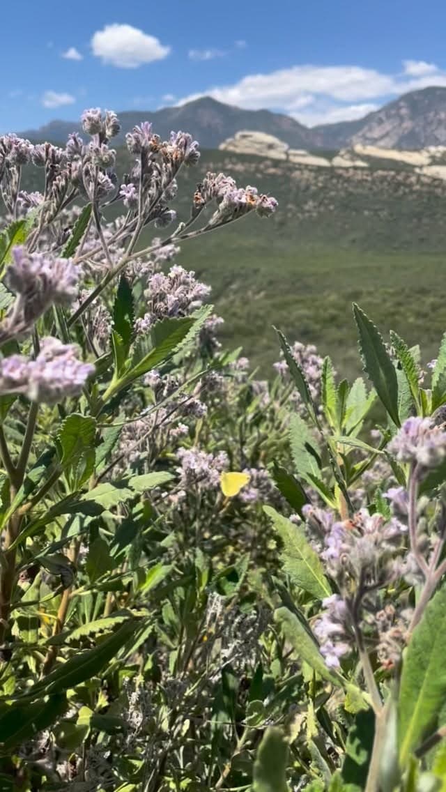 Lavenders and pinks — Eriodictyon crassifolium and Trichostema lanatum