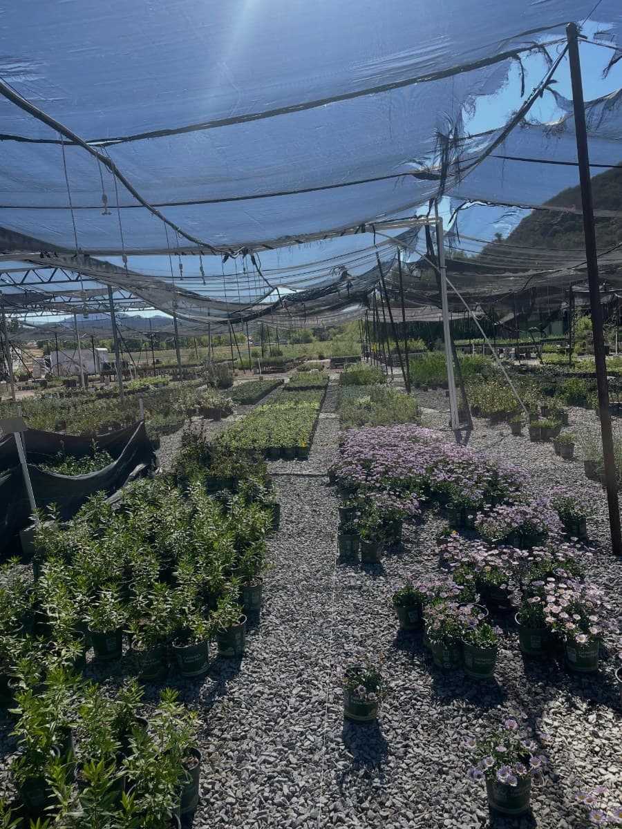 Trestles Native Plants — May 18, 2026