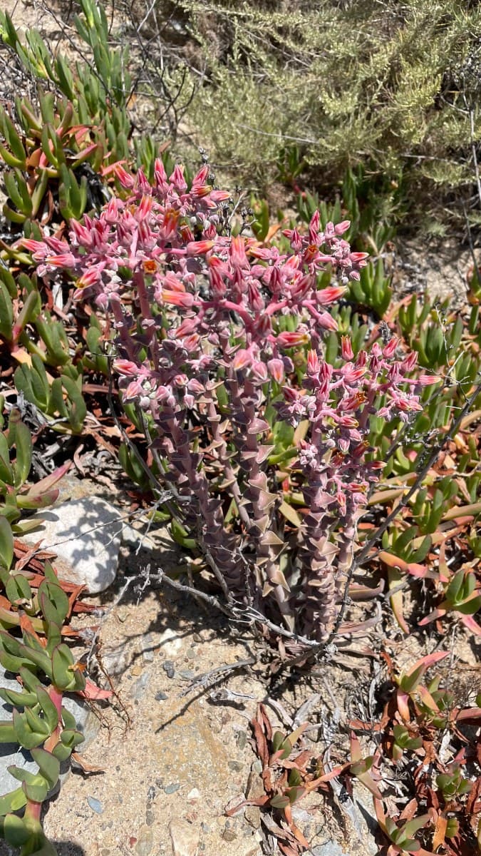 Dudleya lanceolata — Lanceleaf Dudleya