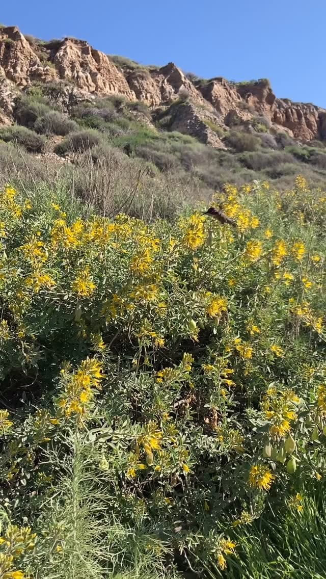 Trestles Native Plants reel