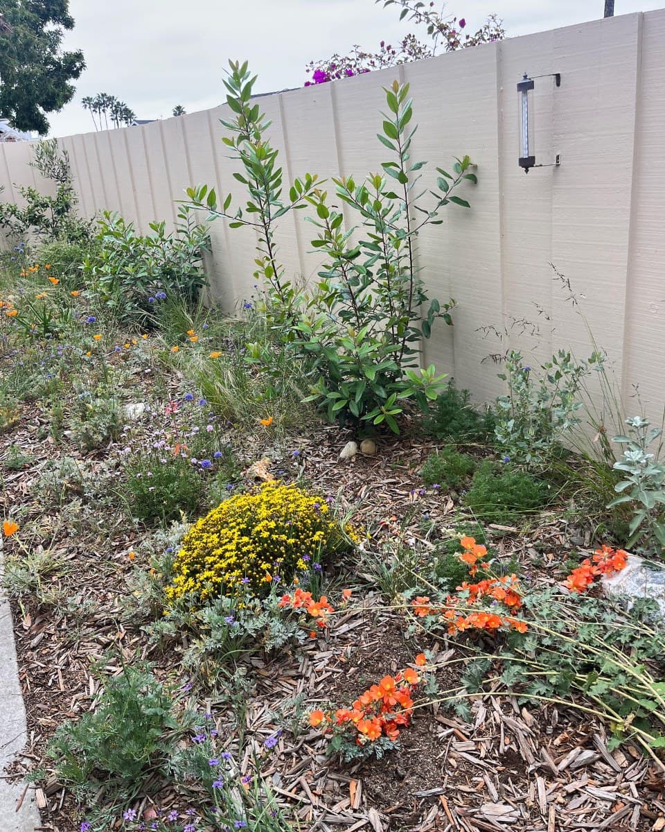 Trestles Native Plants — coastal sage scrub
