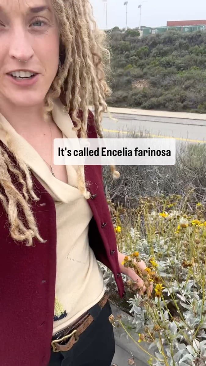 Trestles Native Plants — wildflowers