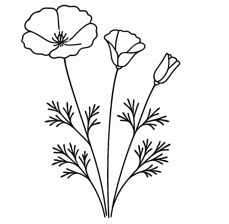 California Poppy